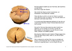 Bäume-Lesetext-4.pdf